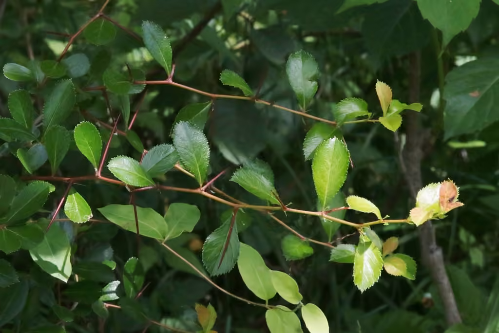 Aubépine ergot-de-coq, Sans fleurs ni fruits