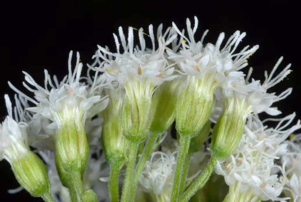 White snakeroot, In flower