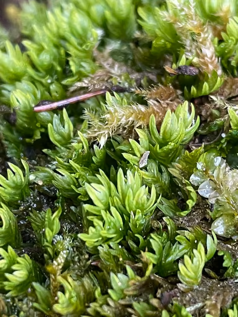 Bryoid fissidens moss, photo 3 of 5