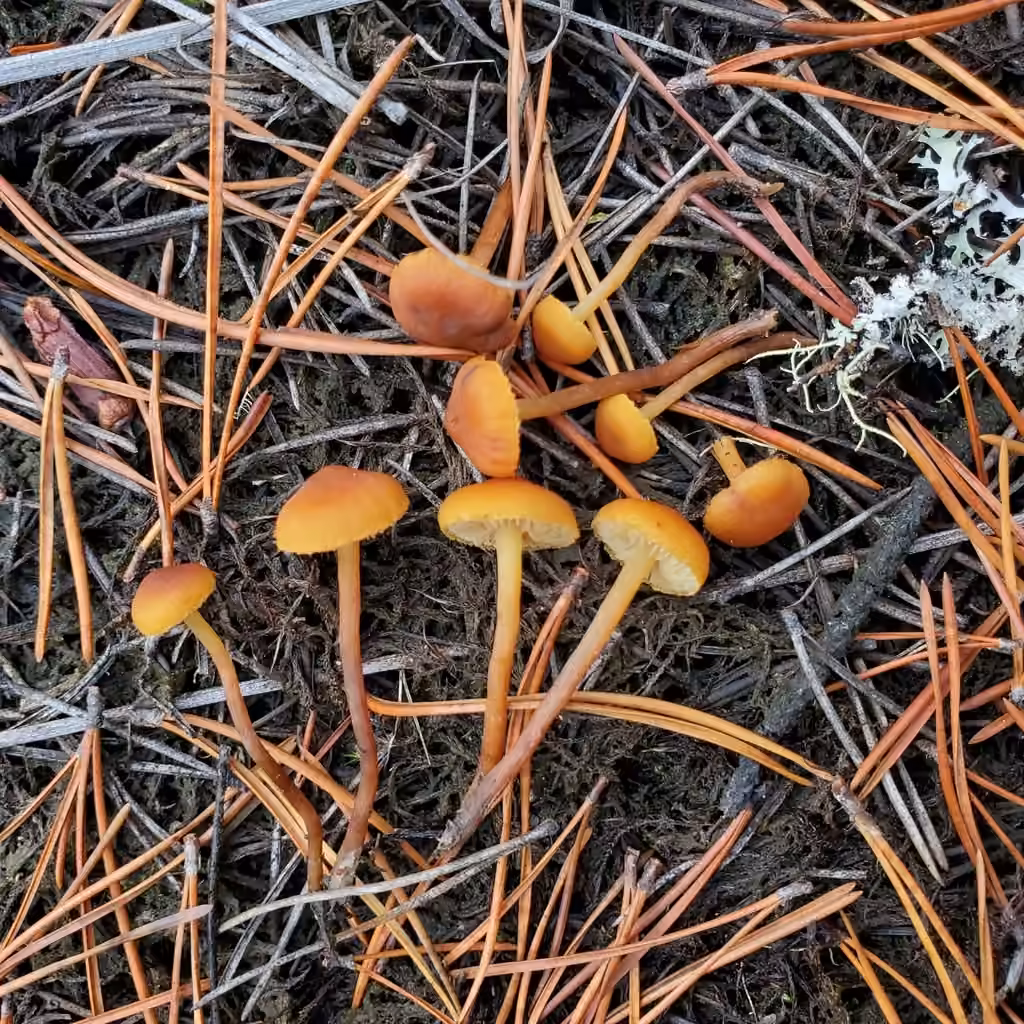 Mythicomyces corneipes, photo 2 sur 5