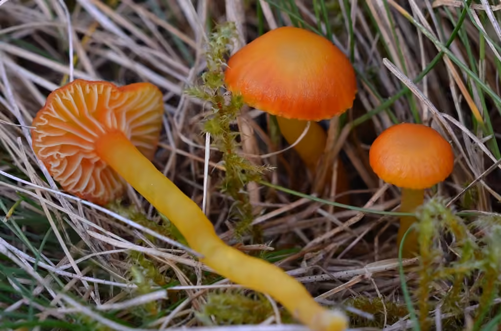 Hygrophore insipide, photo 1 sur 5
