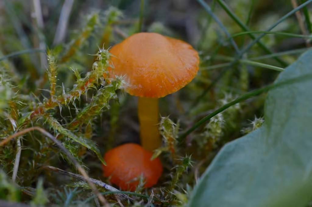 Hygrophore insipide, photo 3 sur 5