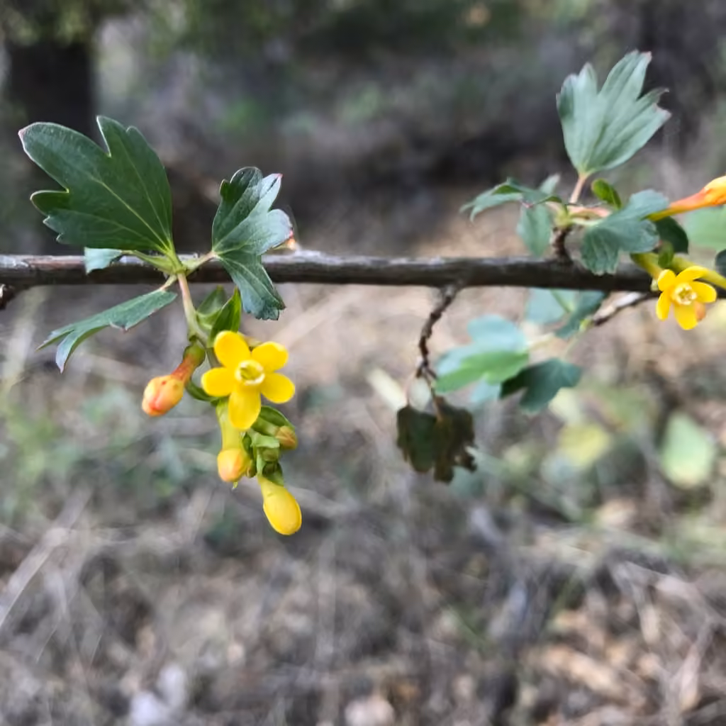 Gadellier doré, En fleurs
