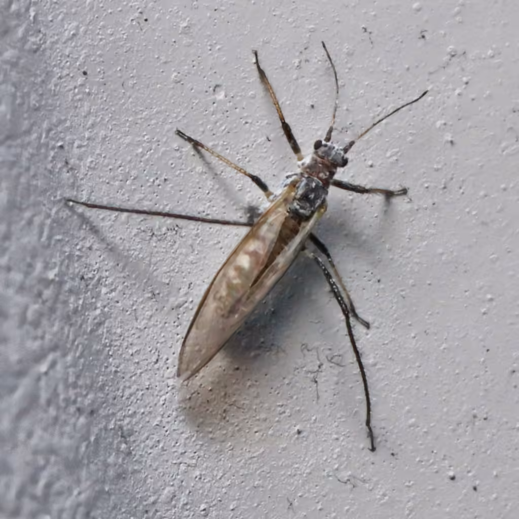 pine needle aphid, photo 3 of 5