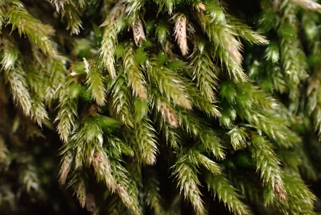 Acuminate brachythecium moss, photo 1 of 5