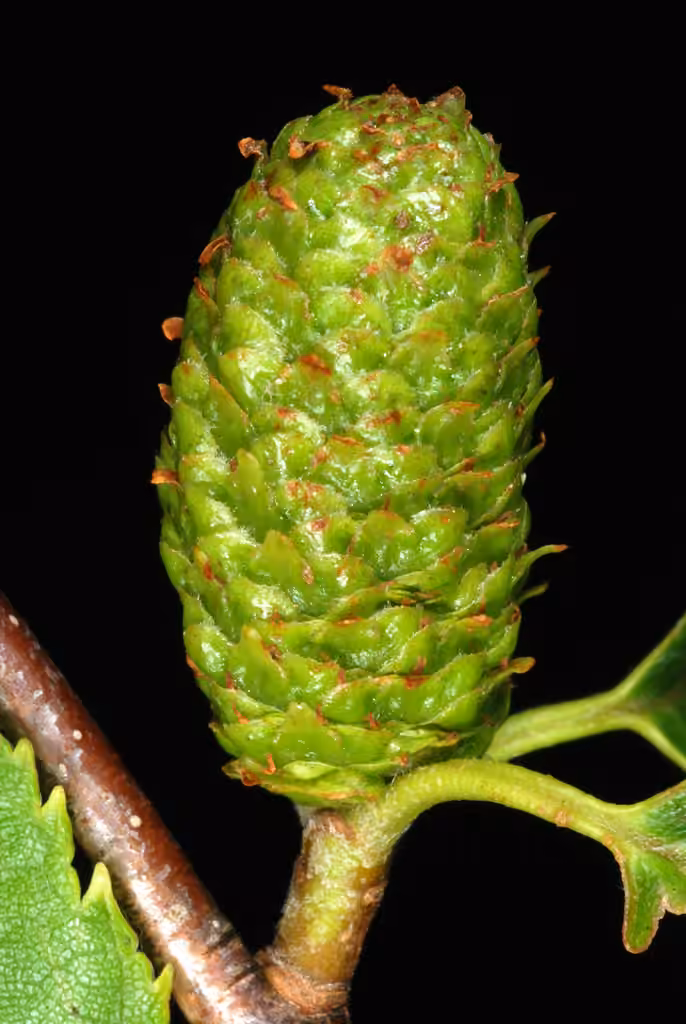 Bouleau jaune, En fruits