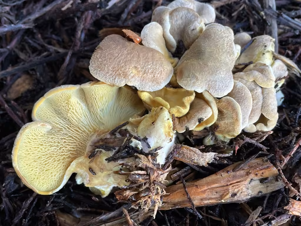 Paxille faux-panus, photo 1 sur 5