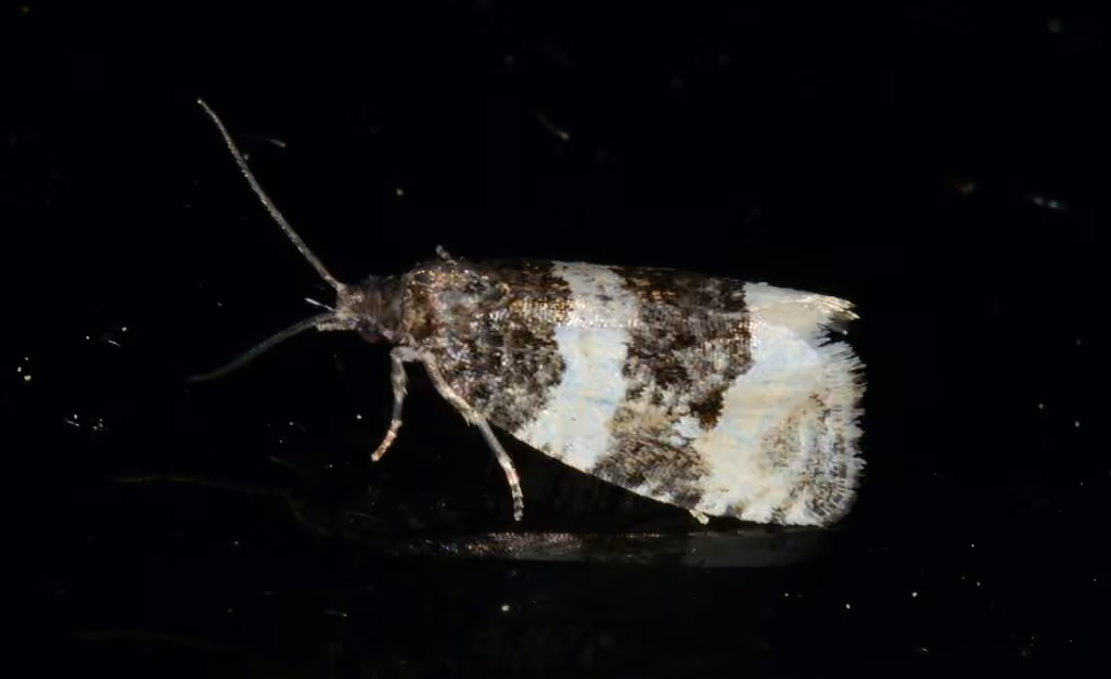 Divided Olethreutes Moth, Adult