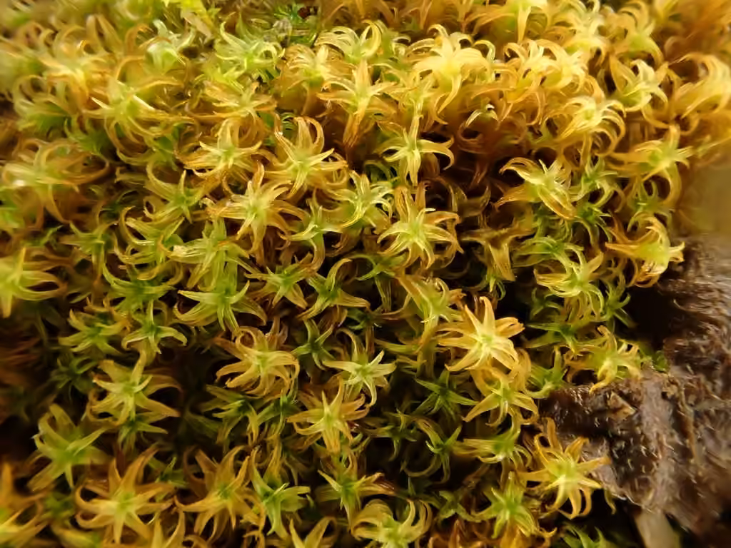 Rusty Beard-moss, photo 2 of 5