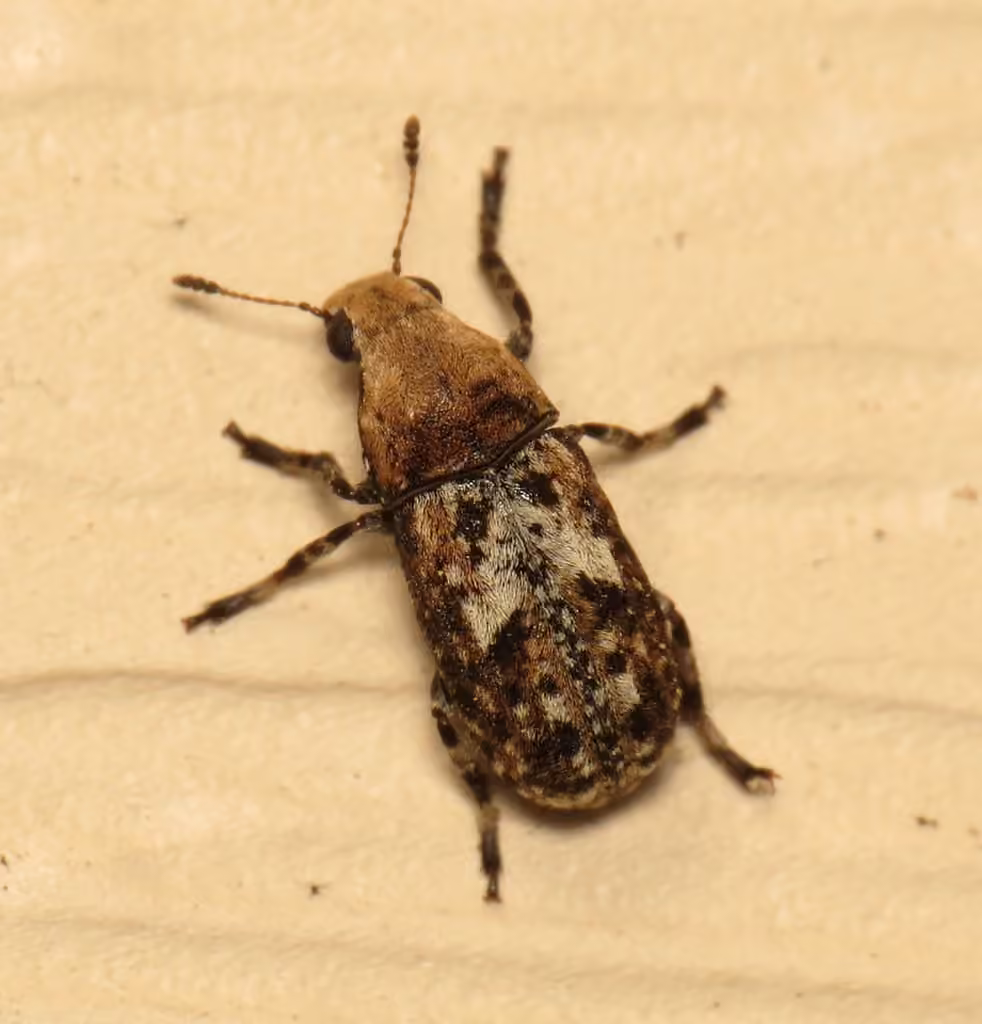 Marbled Fungus Weevil, photo 3 of 5