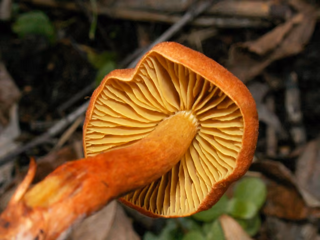 Marsh Webcap, photo 2 of 5