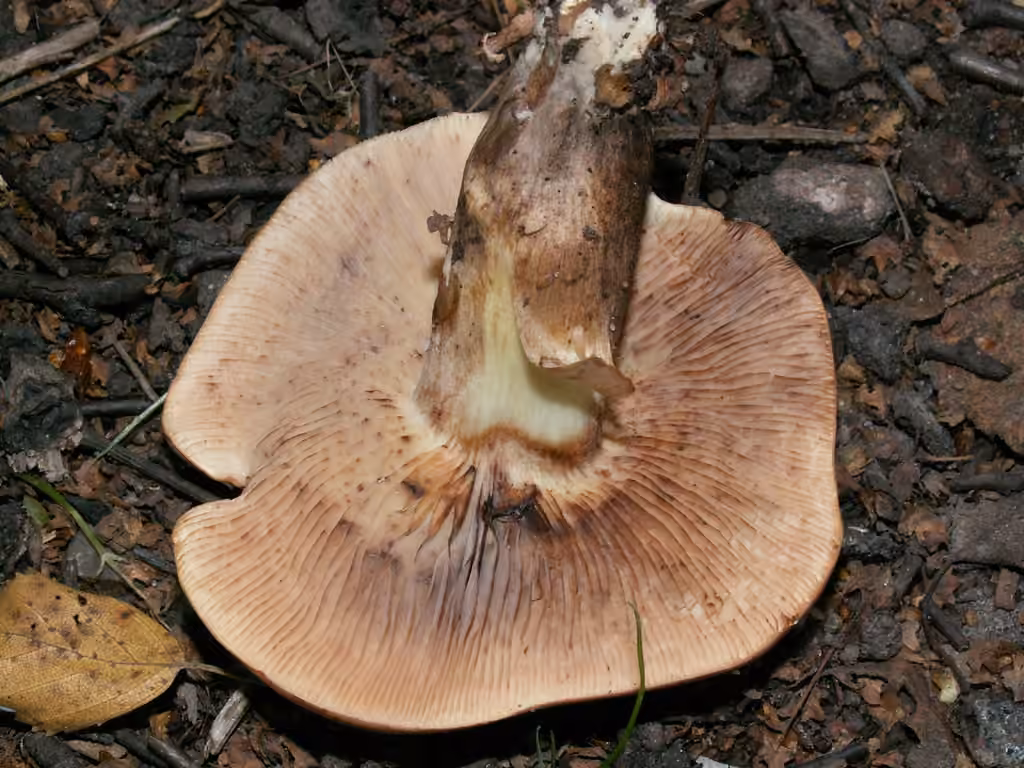Tricholome fauve, photo 2 sur 5