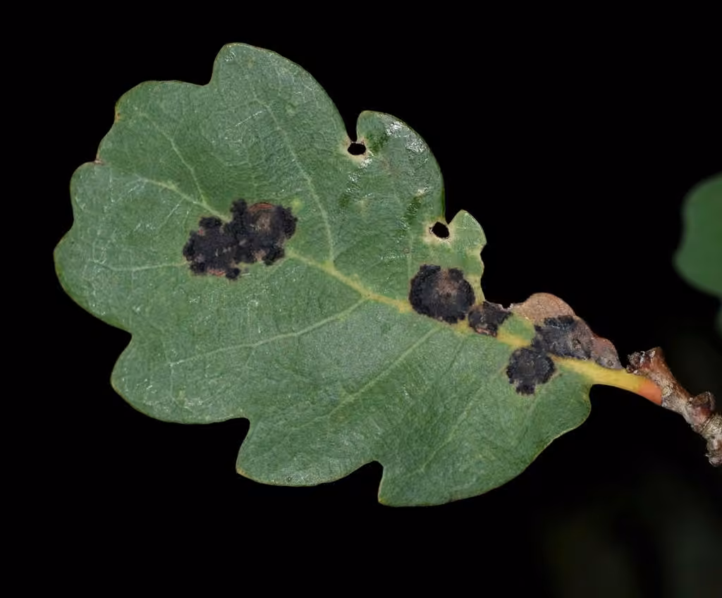 Trabutia quercina, photo 3 of 5