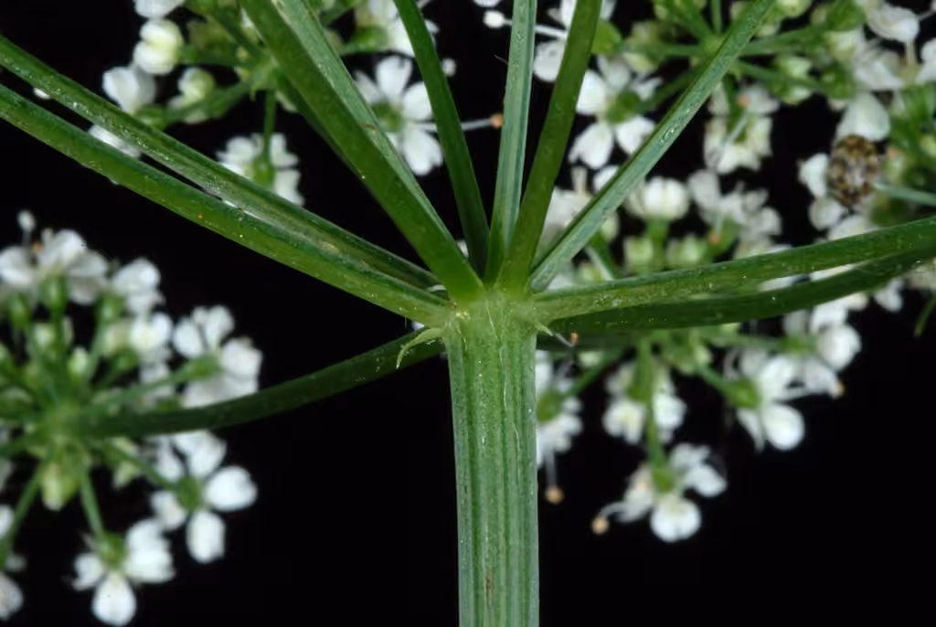 Bishop's goutweed, Flower buds