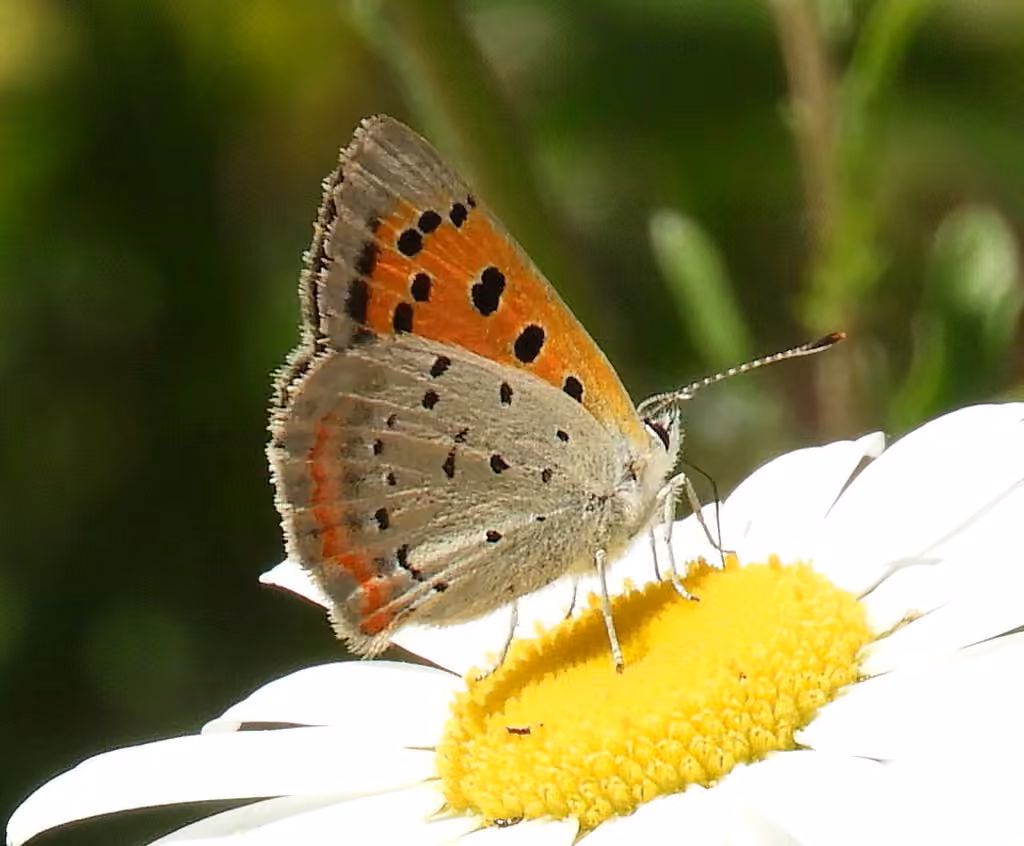 American Copper, Adult