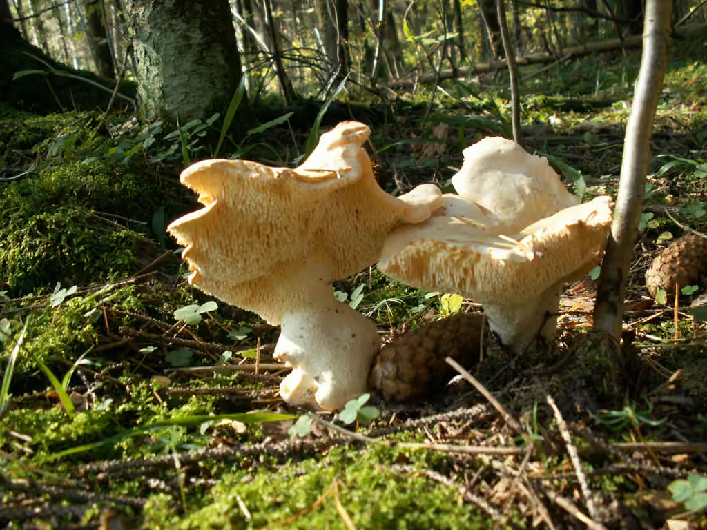Pied-de-mouton, photo 3 sur 5