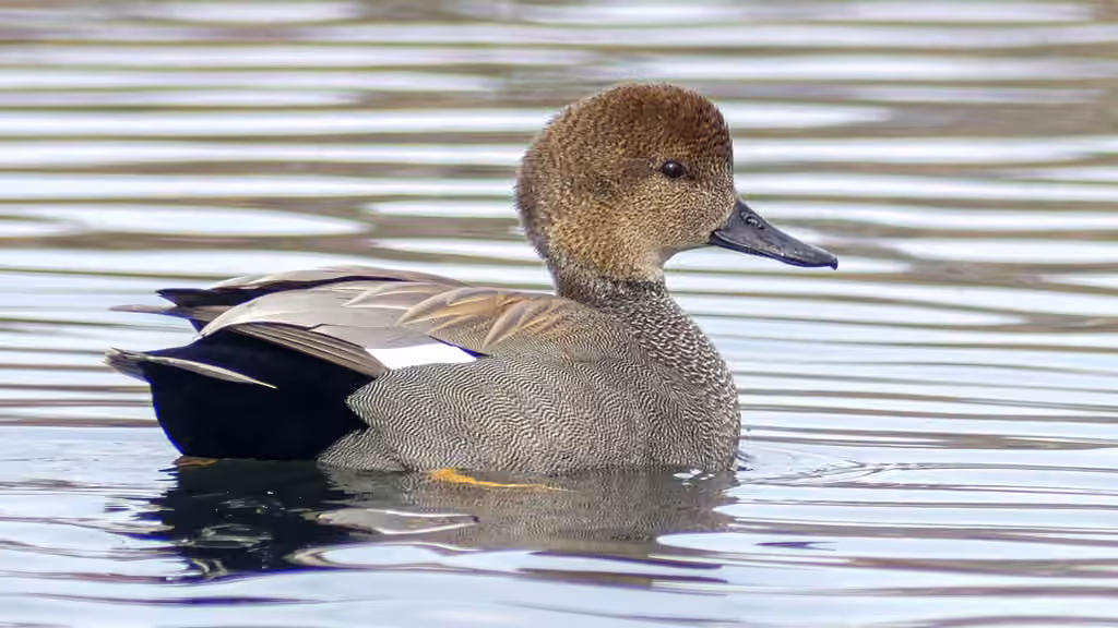 Canard chipeau, Mâle adulte