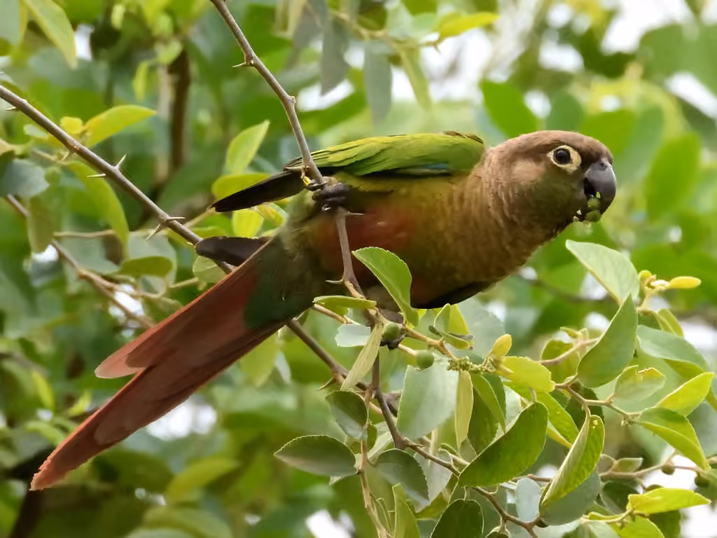 Conure de Molina