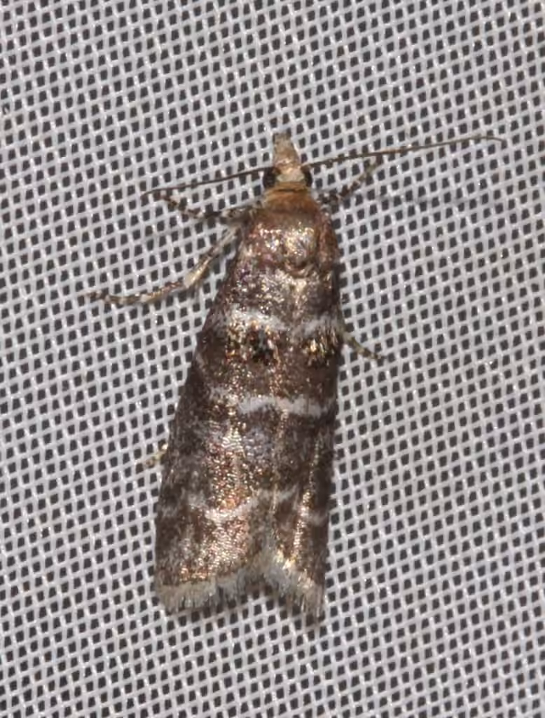 Striped Birch Pyralid Moth, Adult