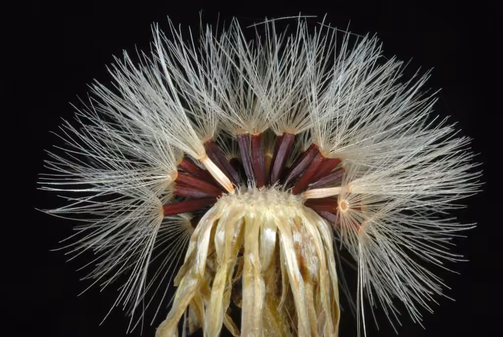 New England hawkweed, In fruit