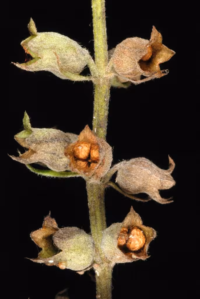 Germandrée du Canada, En fruits