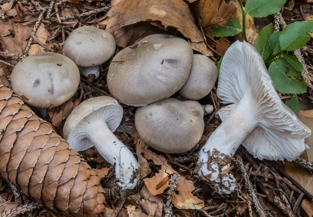 Hygrophore à odeur agréable, photo 1 sur 5