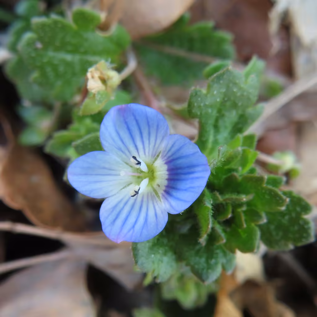 Véronique de Perse, En fleurs