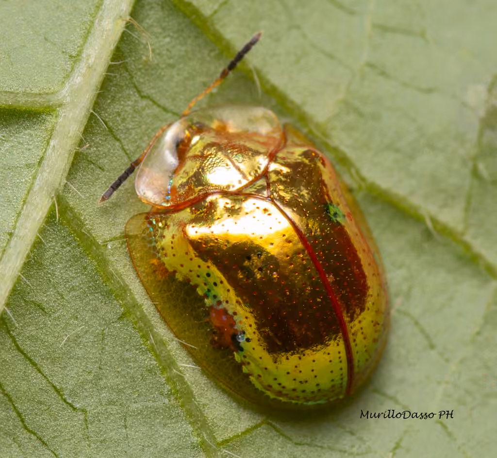 Golden Tortoise Beetle