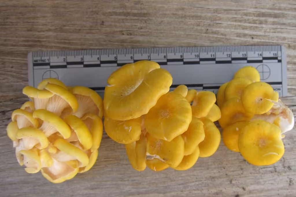 Golden Oyster Mushroom, photo 1 of 5