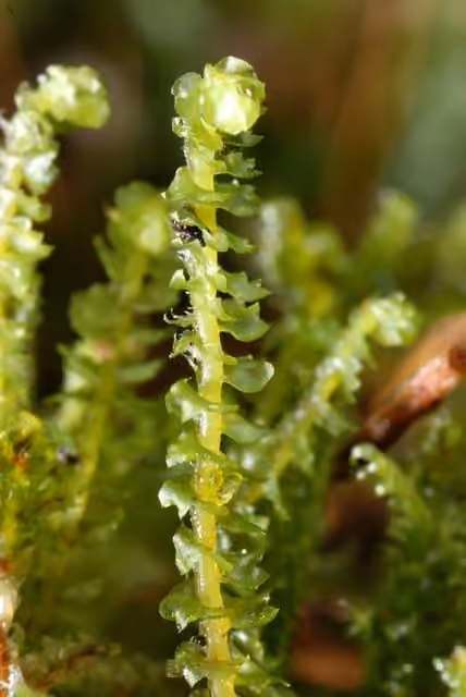 Floerke's barbilophozia, photo 2 of 5