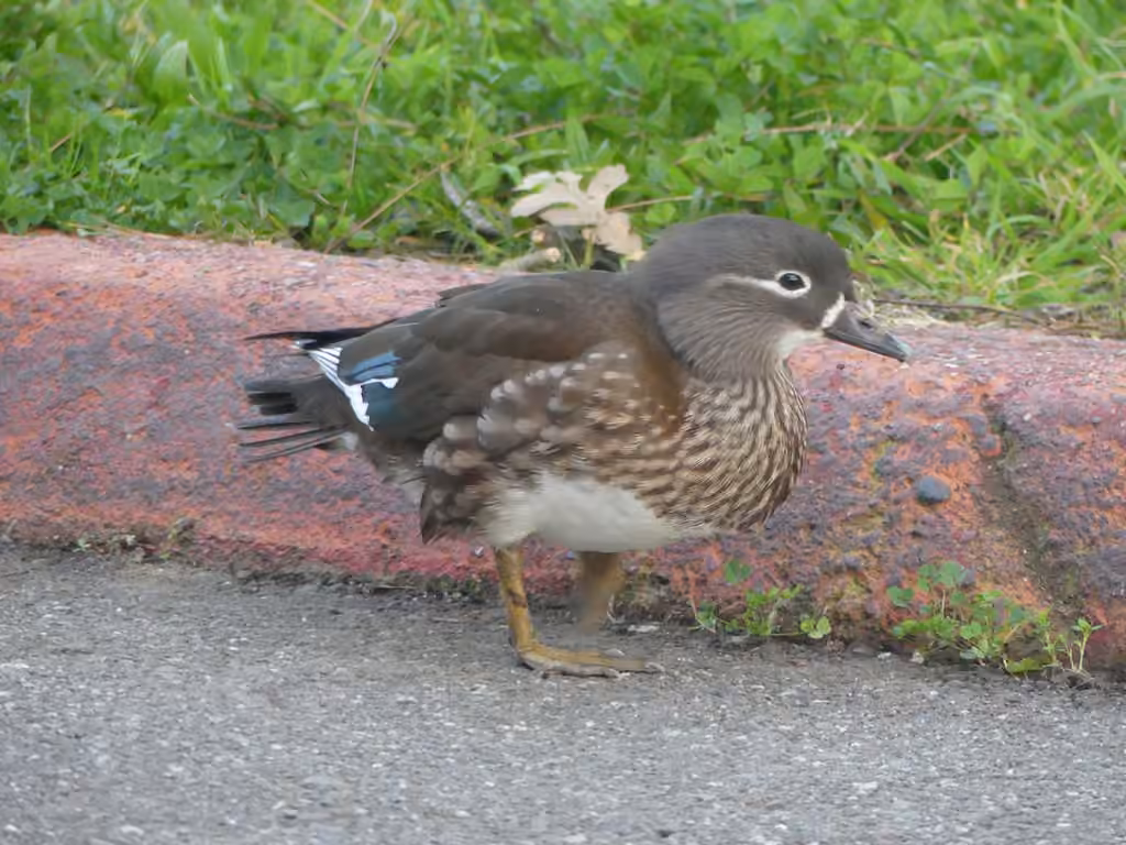 Mandarin Duck, Female