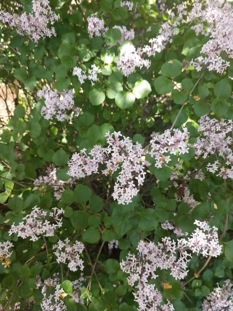 korean lilac, photo 1 sur 5