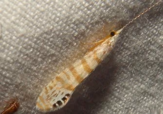 Leptocère exquis, photo 3 sur 5