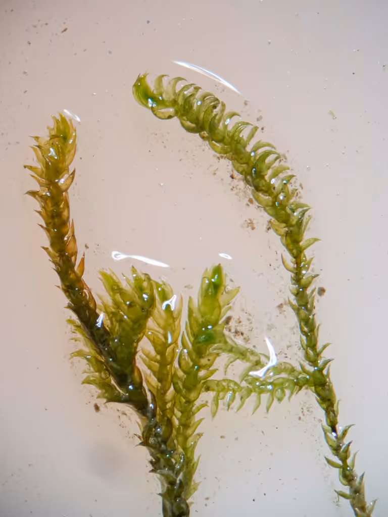 Drab Brook-moss, photo 3 of 5