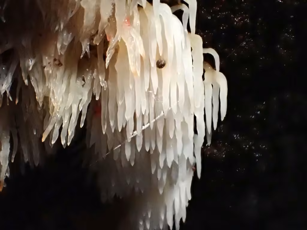 Swarming Spine, photo 2 of 5
