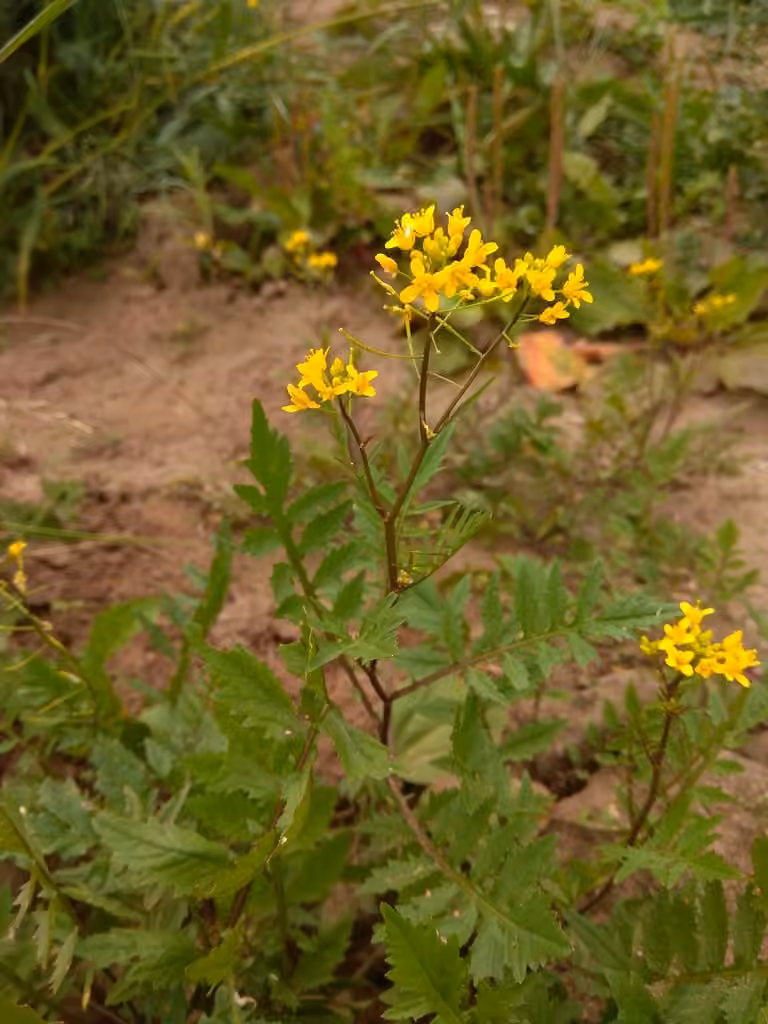 Creeping yellowcress, photo 1 of 5