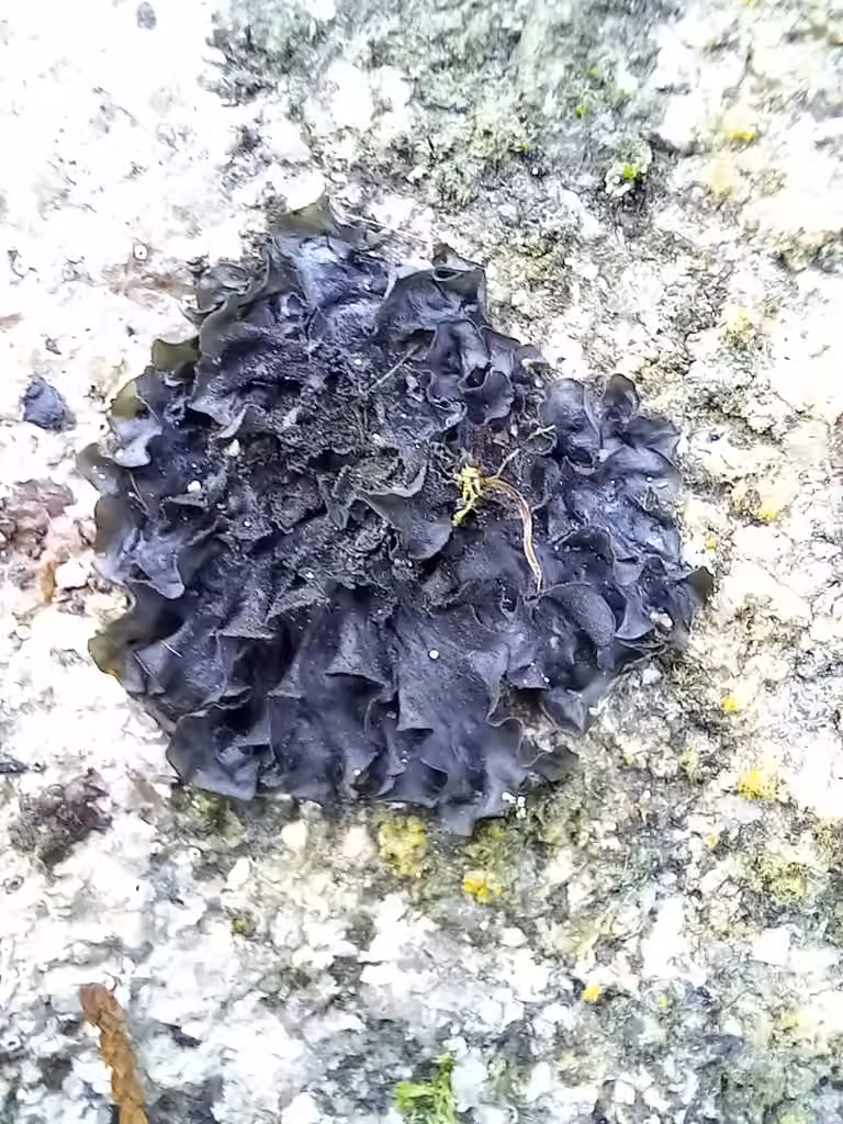 Blue Jellyskin, photo 3 of 5