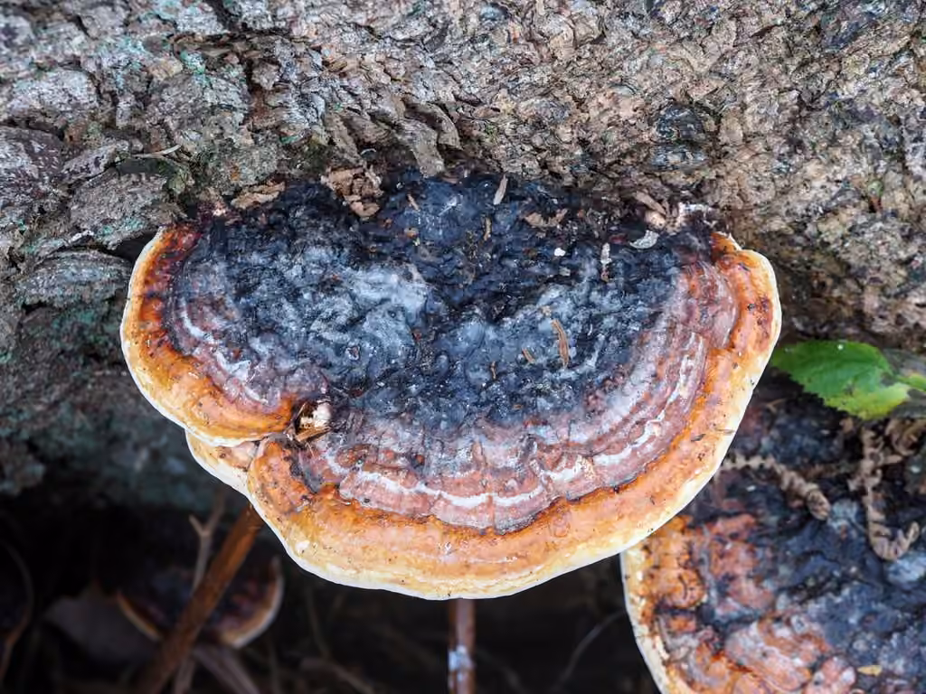 Polypore marginé