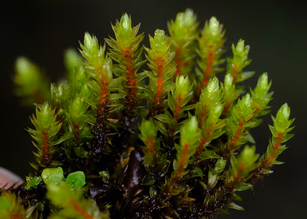Grand bryum