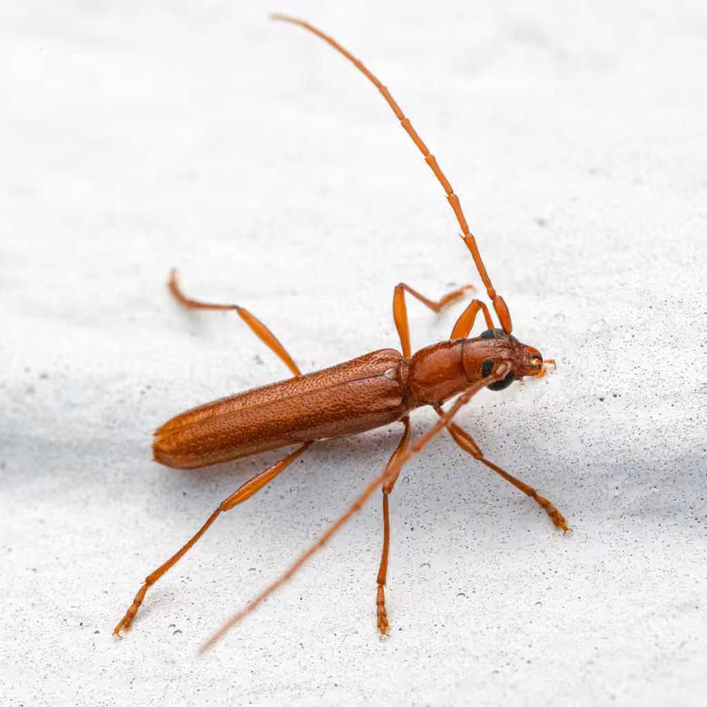 Branch Pruner Beetle, photo 1 of 5
