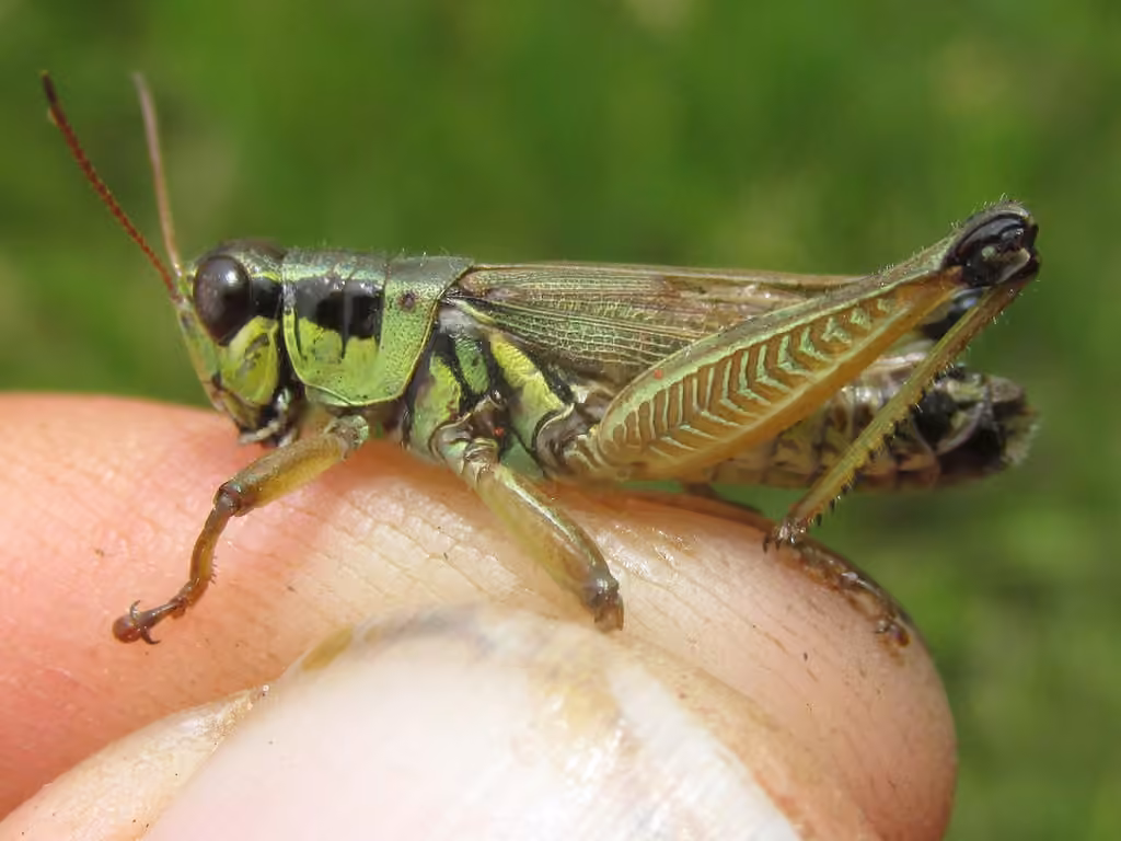 Northern Spur-throat Grasshopper, Male