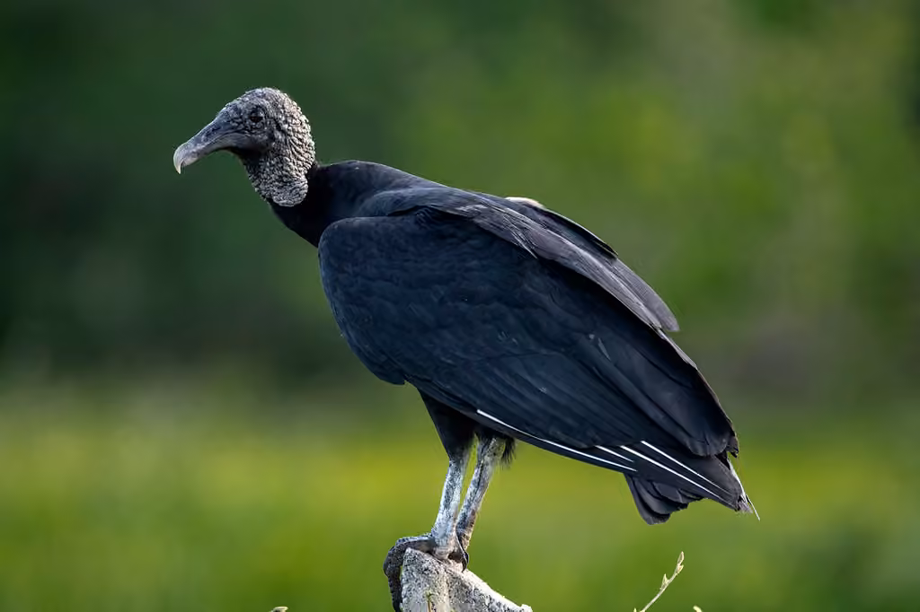 Urubu noir, photo 1 sur 5