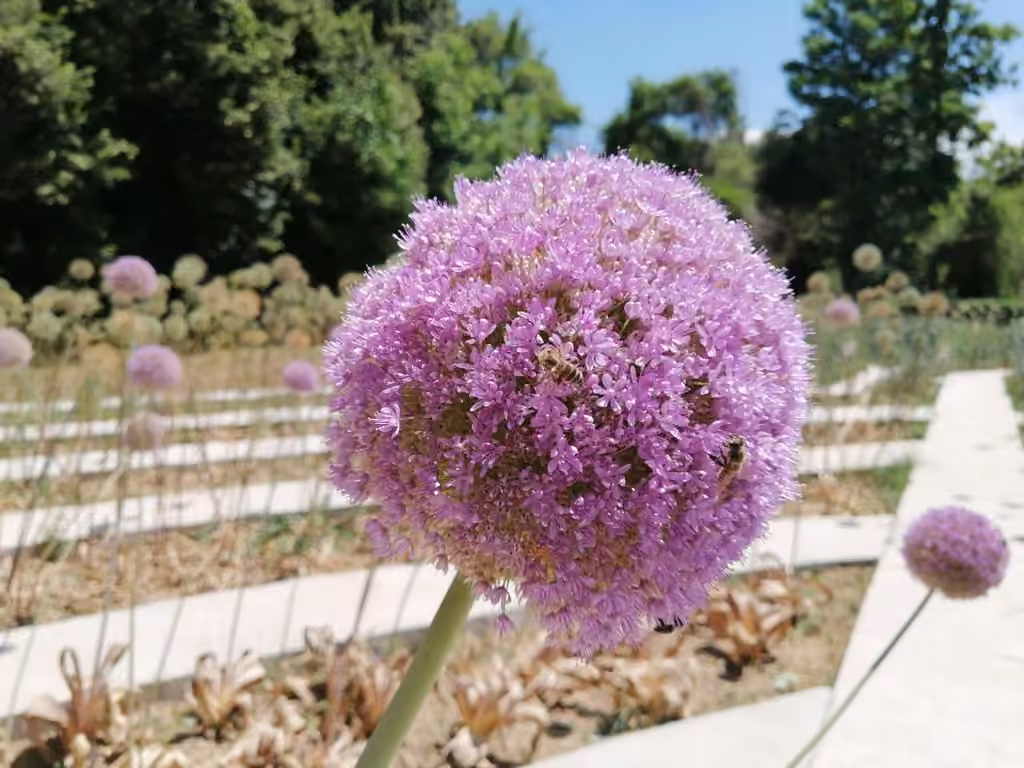 Ail géant de l'Himalaya, En fleurs