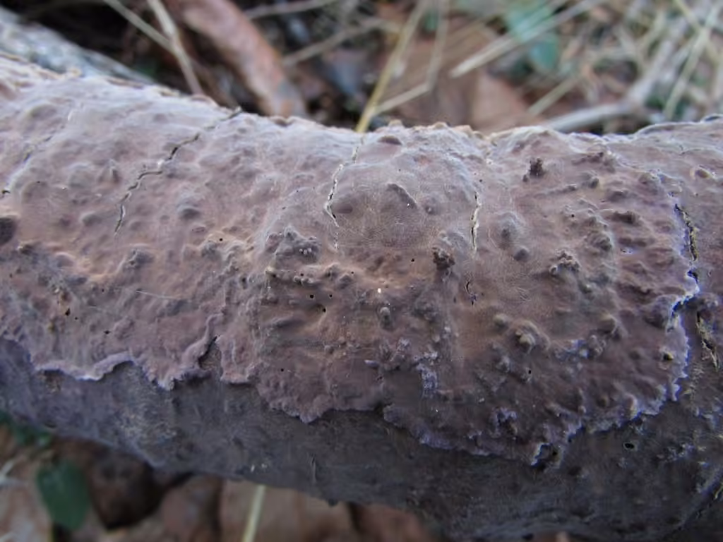 Phlebiopsis crassa, photo 2 sur 5