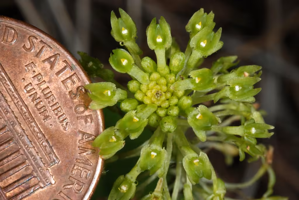 Malaxis unifolié, En fleurs