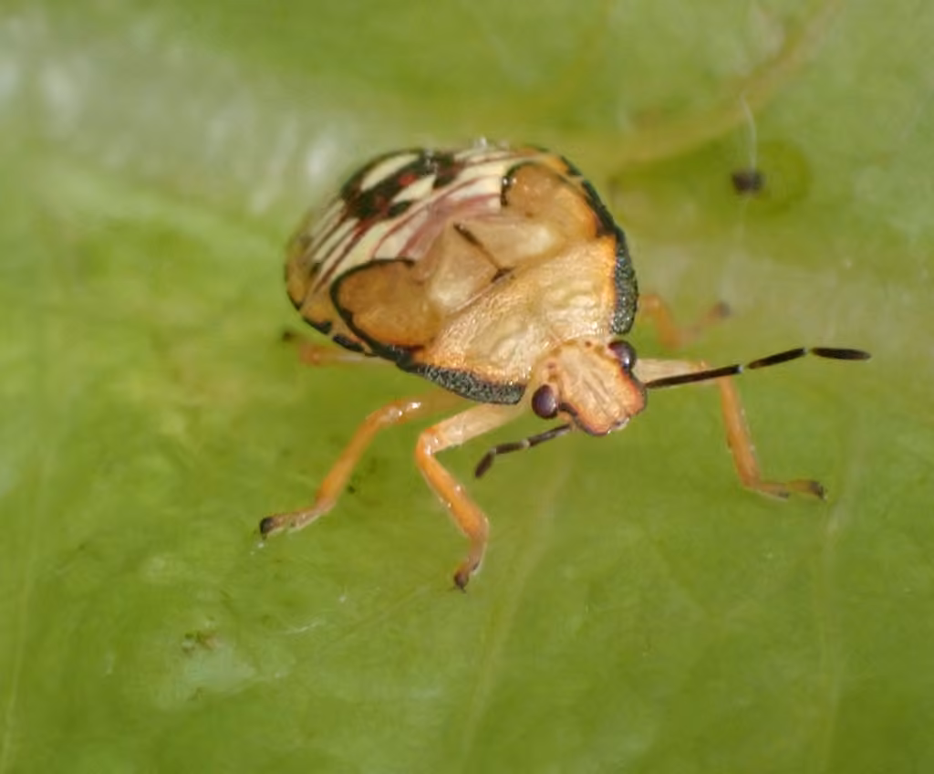 Spined Soldier Bug, Nymph