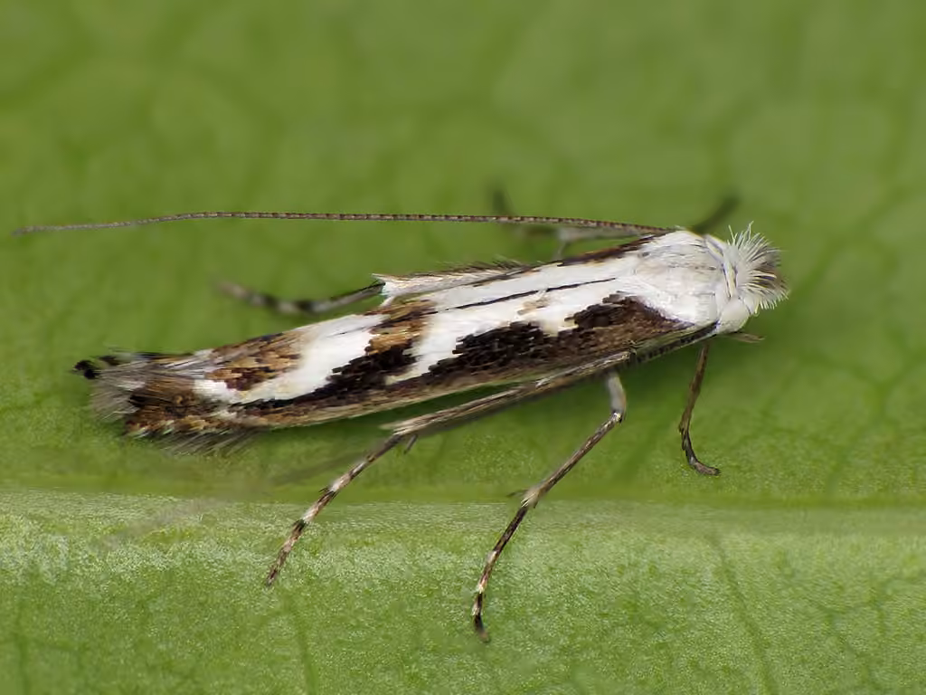 Blackthorn Blister Moth