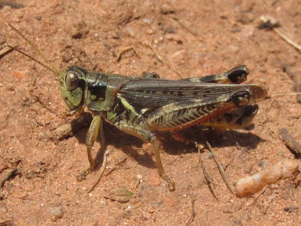 Bruner's Spur-throat Grasshopper, photo 1 of 5