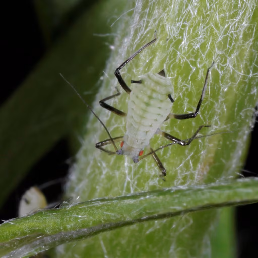 Mugwort Aphid, photo 3 of 5
