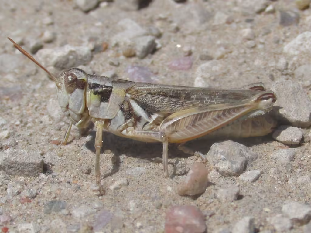Pasture Spur-throat Grasshopper, photo 1 of 5